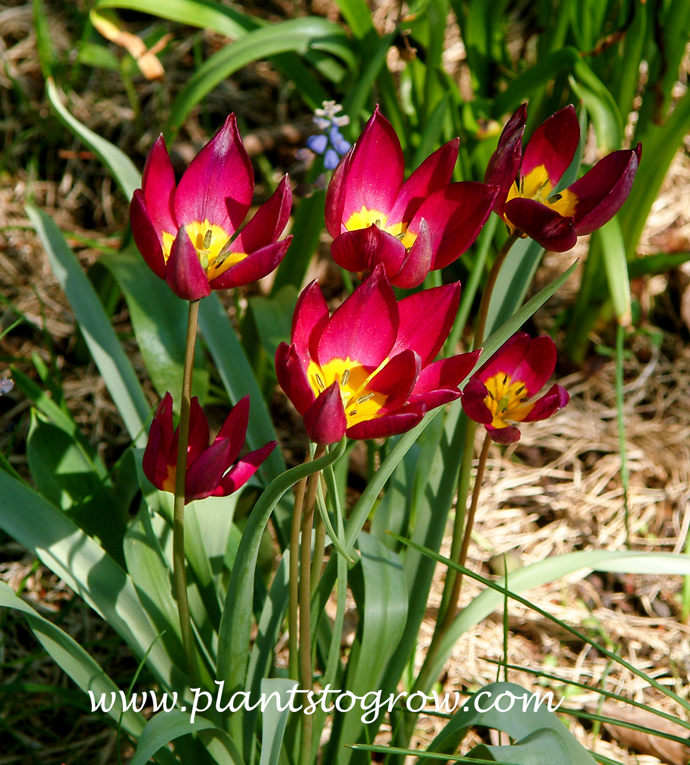 Persian Pearl Tulip (Tulipa humilis)